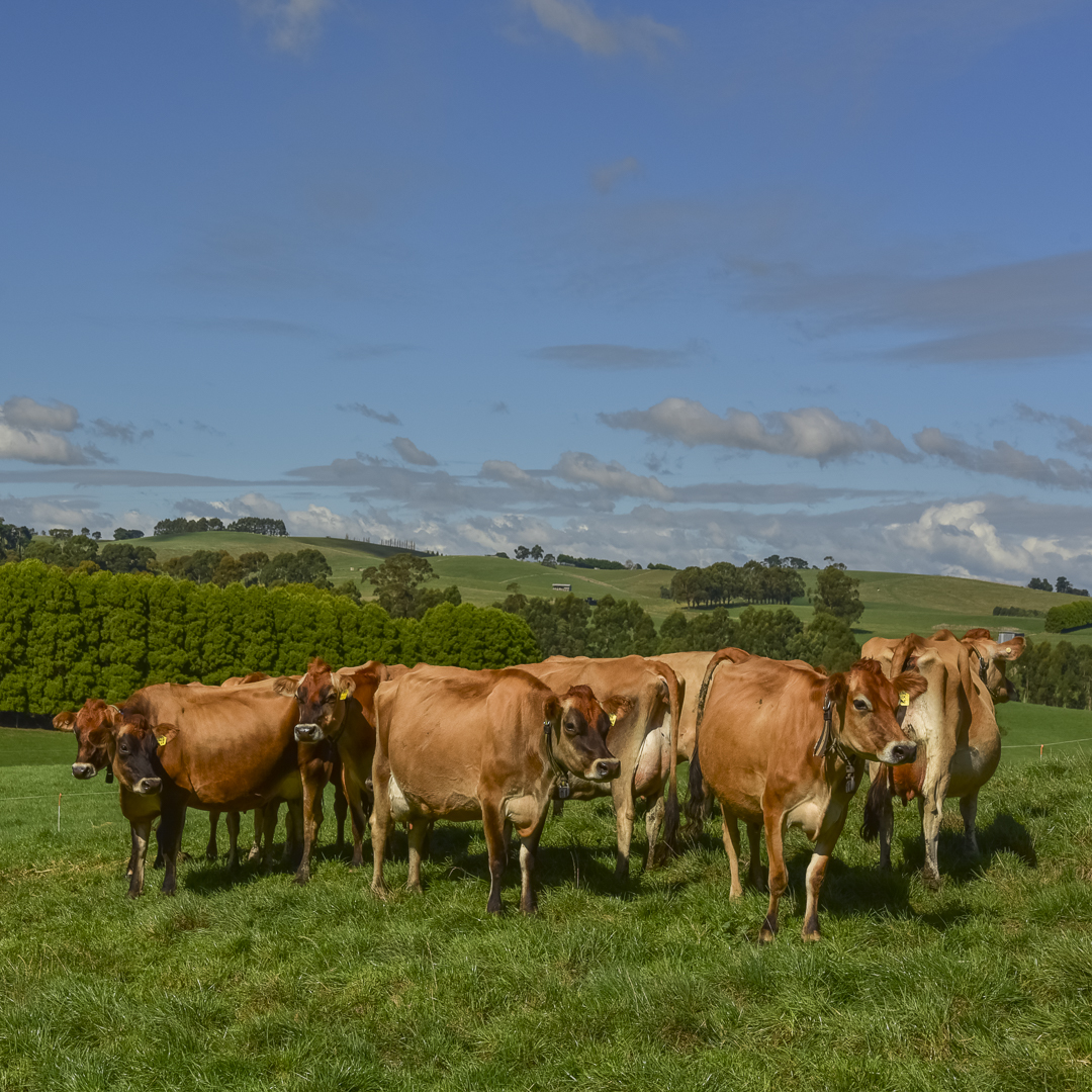 Gippsland Jersey Cows by Anne Morley
